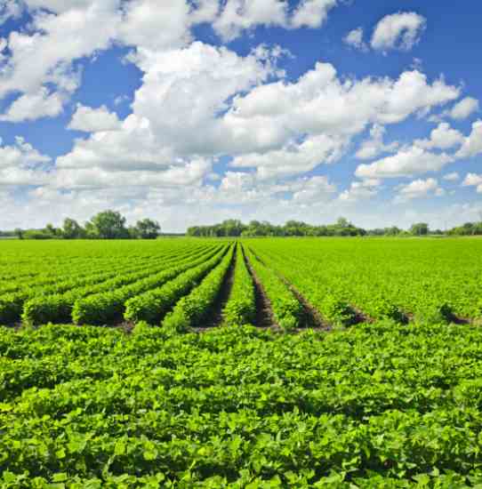 Engineered Soybeans Mother Earth News